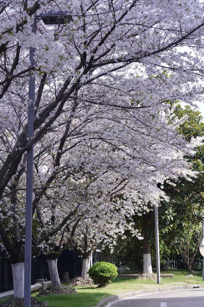 闵行这里樱花已盛开现在去看正好!还可以看到……(图2)