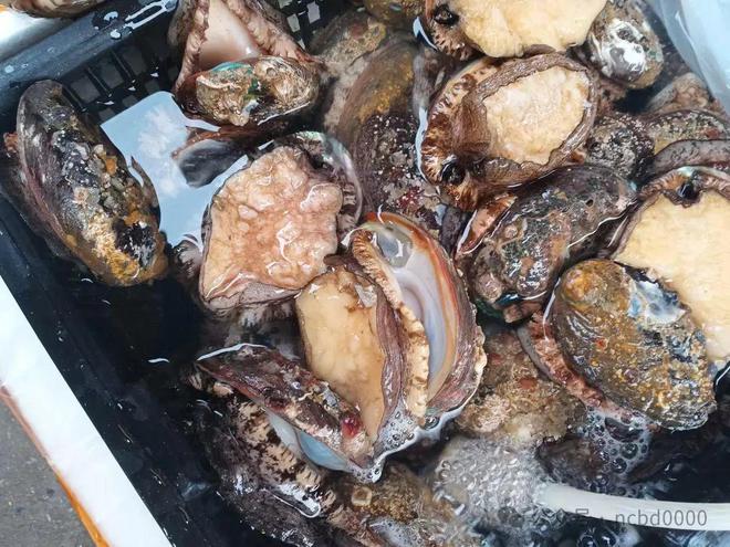 6只大生蚝不到40元！这些贝类美食你都吃过吗？总有一个是你喜欢的！