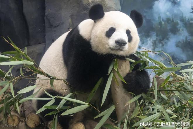 为什么不能给大熊猫投喂食物?国宝的饮食之道(图3)