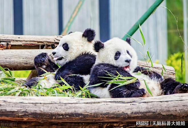 为什么不能给大熊猫投喂食物?国宝的饮食之道(图2)