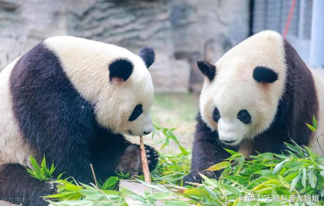 为什么不能给大熊猫投喂食物?国宝的饮食之道 为什么不能给大熊猫投喂食物?国宝的饮食之道